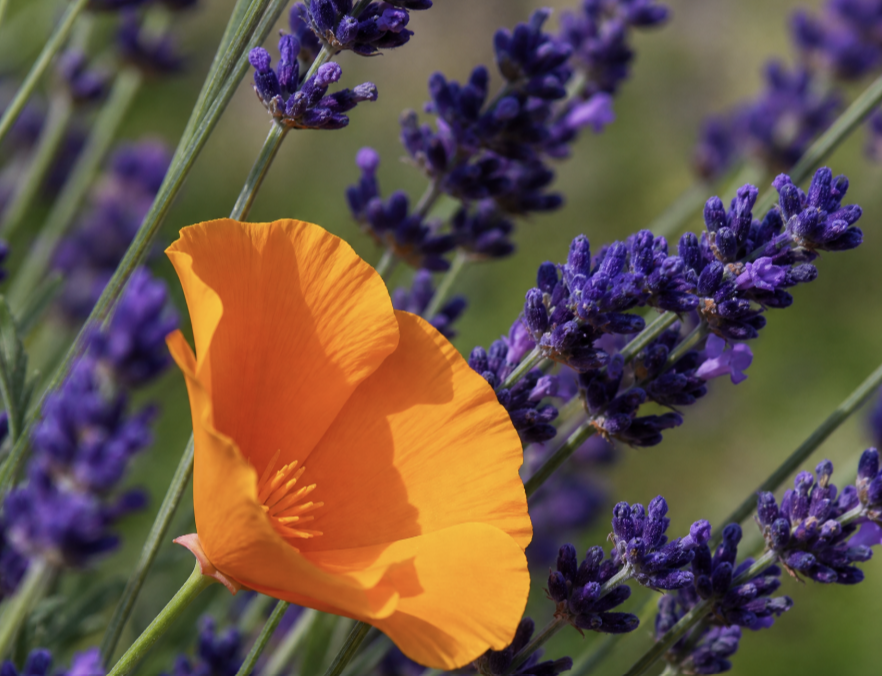 The Purpose & Power of Plant Scent